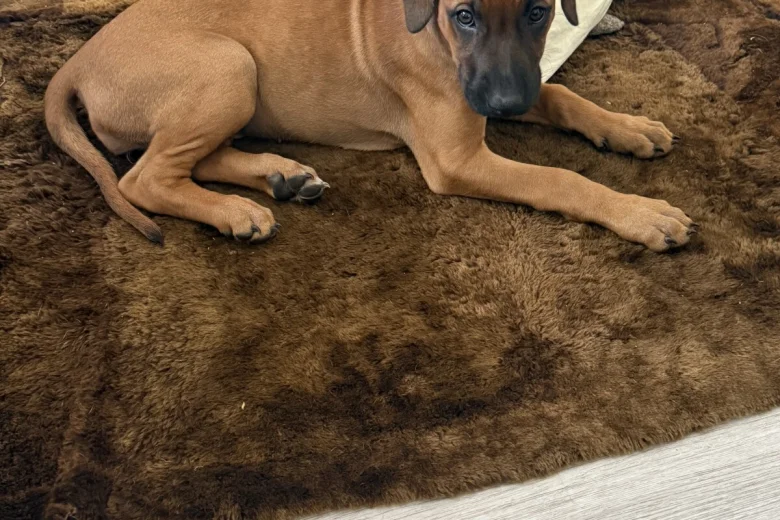 Rhodesian Ridgeback