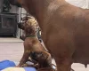 Rhodesian Ridgeback