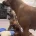 Rhodesian Ridgeback