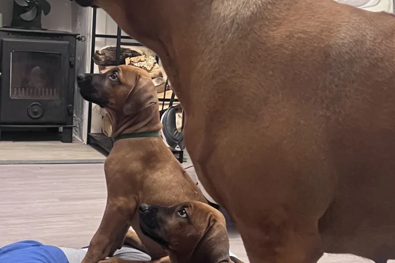 Rhodesian Ridgeback