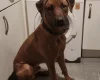 Rhodesian Ridgeback