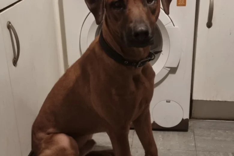 Rhodesian Ridgeback