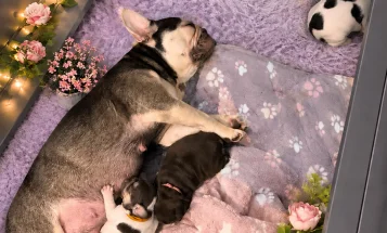 French Bulldog