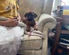 Rhodesian Ridgeback