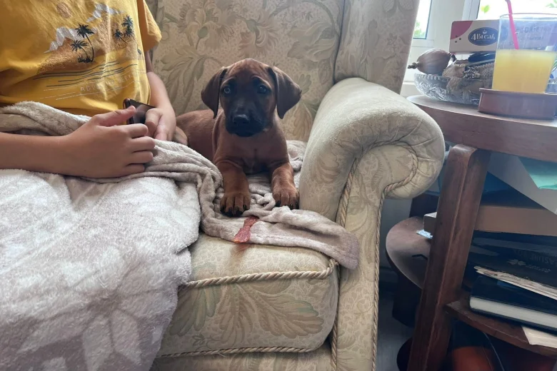 Rhodesian Ridgeback