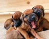 Rhodesian Ridgeback