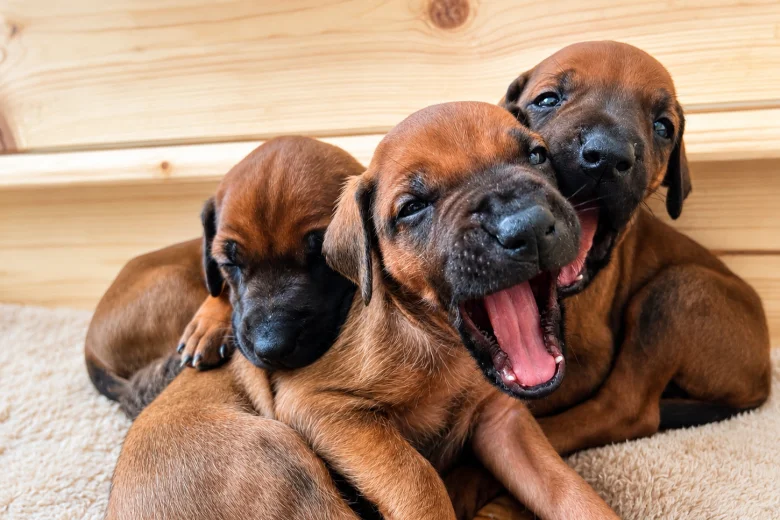 Rhodesian Ridgeback