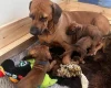 Rhodesian Ridgeback