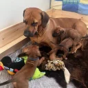 Rhodesian Ridgeback