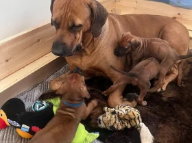 Rhodesian Ridgeback