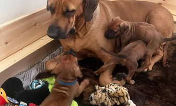 Rhodesian Ridgeback
