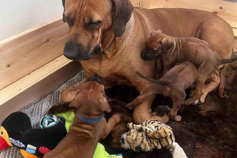 Rhodesian Ridgeback