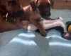 Rhodesian Ridgeback