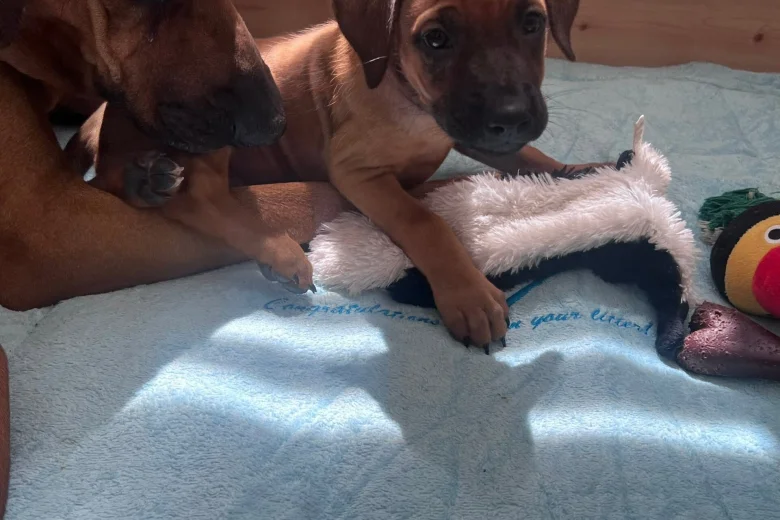 Rhodesian Ridgeback