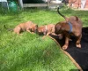 Rhodesian Ridgeback