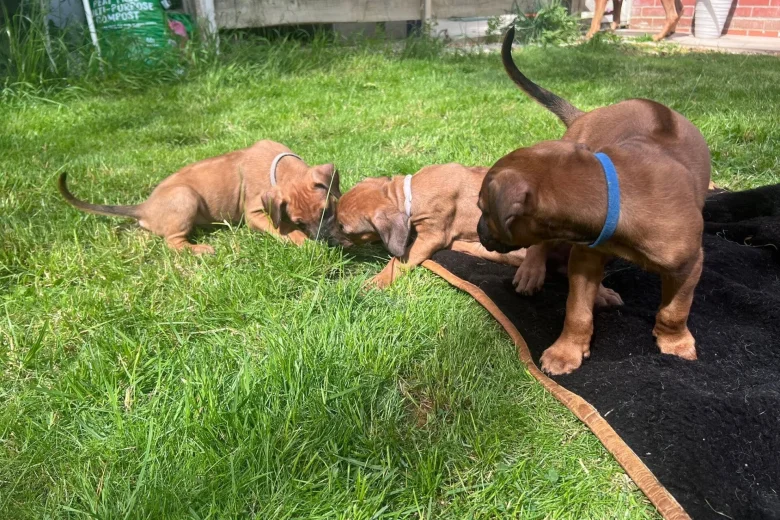 Rhodesian Ridgeback