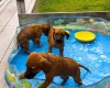 Rhodesian Ridgeback