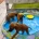 Rhodesian Ridgeback