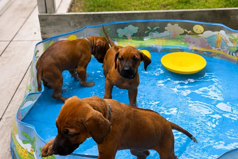 Rhodesian Ridgeback