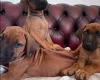 Rhodesian Ridgeback
