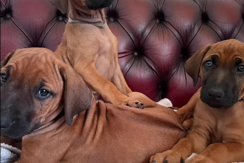 Rhodesian Ridgeback