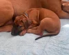 Rhodesian Ridgeback
