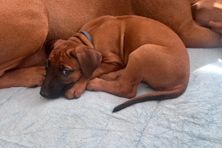 Rhodesian Ridgeback