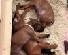 Rhodesian Ridgeback