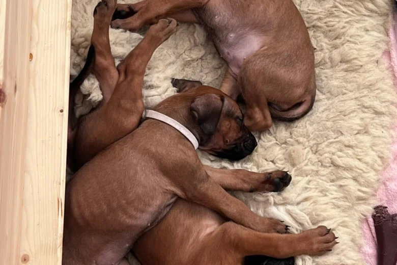 Rhodesian Ridgeback