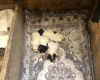 Lagotto Romagnolo
