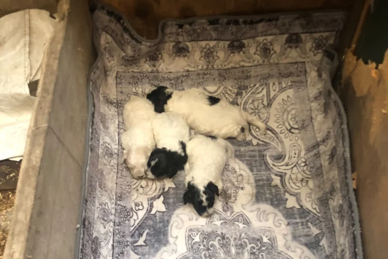 Lagotto Romagnolo