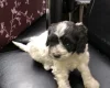 Lagotto Romagnolo