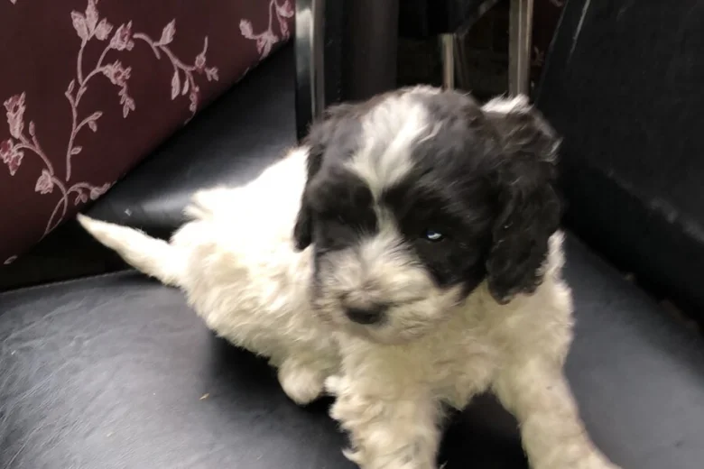 Lagotto Romagnolo