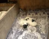 Lagotto Romagnolo