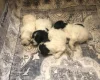 Lagotto Romagnolo