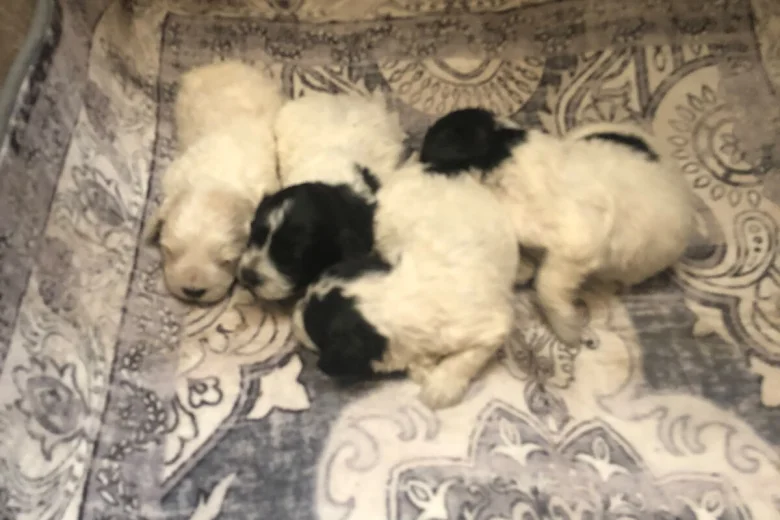 Lagotto Romagnolo