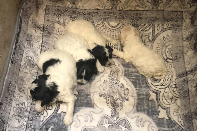 Lagotto Romagnolo