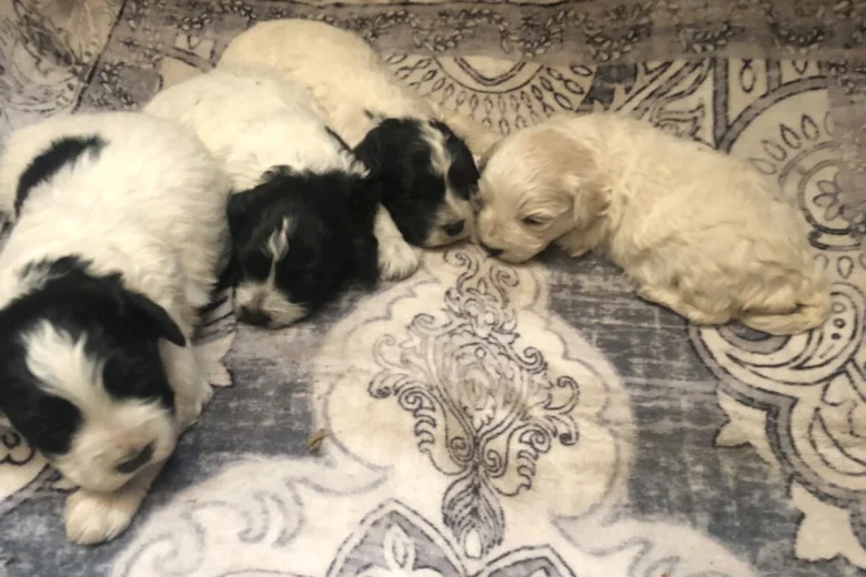 Lagotto Romagnolo