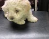 Lagotto Romagnolo