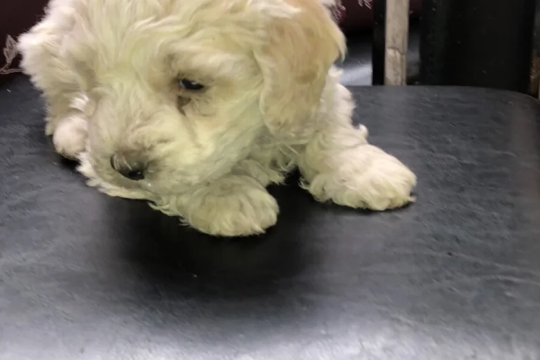 Lagotto Romagnolo