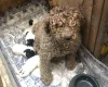 Lagotto Romagnolo