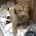 Lagotto Romagnolo