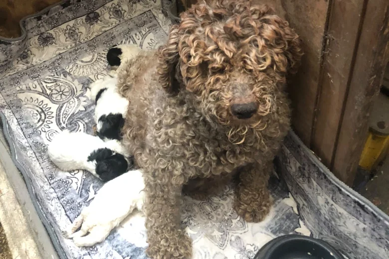 Lagotto Romagnolo