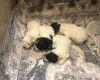 Lagotto Romagnolo