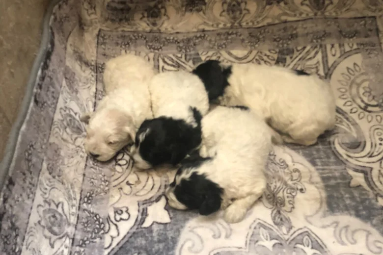 Lagotto Romagnolo