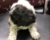 Lagotto Romagnolo