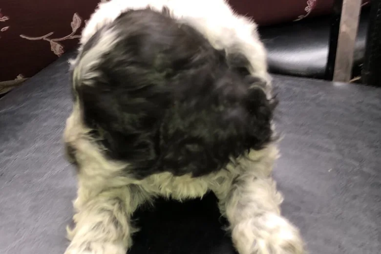 Lagotto Romagnolo