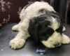 Lagotto Romagnolo