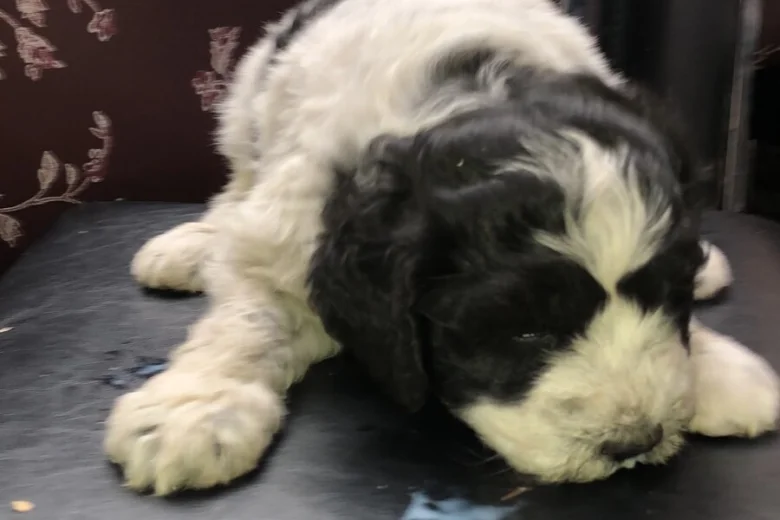 Lagotto Romagnolo