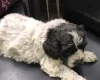 Lagotto Romagnolo